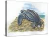 Leatherback Sea Turtle Dermochelys Coriacea Laying Eggs-null-Stretched Canvas