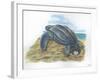 Leatherback Sea Turtle Dermochelys Coriacea Laying Eggs-null-Framed Giclee Print