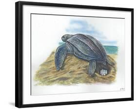 Leatherback Sea Turtle Dermochelys Coriacea Laying Eggs-null-Framed Giclee Print