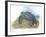 Leatherback Sea Turtle Dermochelys Coriacea Laying Eggs-null-Framed Giclee Print