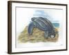 Leatherback Sea Turtle Dermochelys Coriacea Laying Eggs-null-Framed Giclee Print