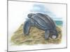 Leatherback Sea Turtle Dermochelys Coriacea Laying Eggs-null-Mounted Giclee Print