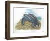 Leatherback Sea Turtle Dermochelys Coriacea Laying Eggs-null-Framed Premium Giclee Print