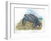 Leatherback Sea Turtle Dermochelys Coriacea Laying Eggs-null-Framed Premium Giclee Print