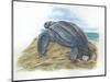 Leatherback Sea Turtle Dermochelys Coriacea Laying Eggs-null-Mounted Premium Giclee Print