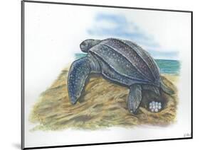 Leatherback Sea Turtle Dermochelys Coriacea Laying Eggs-null-Mounted Premium Giclee Print