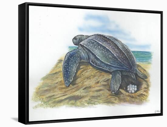 Leatherback Sea Turtle Dermochelys Coriacea Laying Eggs-null-Framed Stretched Canvas