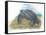 Leatherback Sea Turtle Dermochelys Coriacea Laying Eggs-null-Framed Stretched Canvas