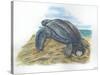 Leatherback Sea Turtle Dermochelys Coriacea Laying Eggs-null-Stretched Canvas