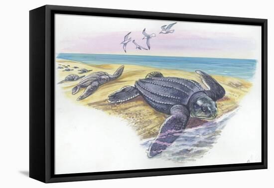 Leatherback Sea Turtle Dermochelys Coriacea-null-Framed Stretched Canvas