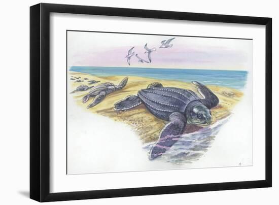 Leatherback Sea Turtle Dermochelys Coriacea-null-Framed Giclee Print