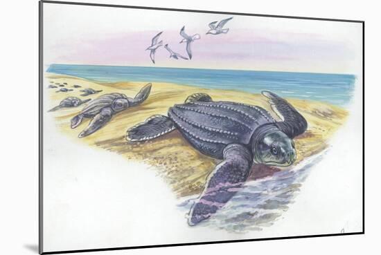 Leatherback Sea Turtle Dermochelys Coriacea-null-Mounted Giclee Print