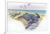 Leatherback Sea Turtle Dermochelys Coriacea-null-Framed Giclee Print