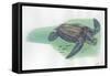 Leatherback Sea Turtle Dermochelys Coriacea-null-Framed Stretched Canvas