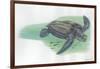 Leatherback Sea Turtle Dermochelys Coriacea-null-Framed Giclee Print