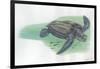 Leatherback Sea Turtle Dermochelys Coriacea-null-Framed Giclee Print