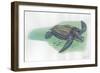 Leatherback Sea Turtle Dermochelys Coriacea-null-Framed Giclee Print