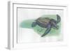 Leatherback Sea Turtle Dermochelys Coriacea-null-Framed Giclee Print