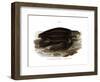 Leatherback Seaturtle-null-Framed Giclee Print