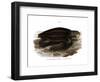 Leatherback Seaturtle-null-Framed Giclee Print