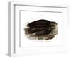 Leatherback Seaturtle-null-Framed Giclee Print