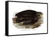 Leatherback Seaturtle-null-Framed Stretched Canvas