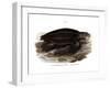 Leatherback Seaturtle-null-Framed Giclee Print