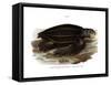 Leatherback Seaturtle-null-Framed Stretched Canvas