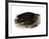 Leatherback Seaturtle-null-Framed Giclee Print