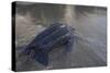 Leatherback Turtle Leaves Sea To Lay Eggs (Dermochelys Coriacea) Grand Riviere, Trinida-Pete Oxford-Stretched Canvas