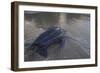 Leatherback Turtle Leaves Sea To Lay Eggs (Dermochelys Coriacea) Grand Riviere, Trinida-Pete Oxford-Framed Photographic Print