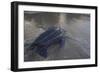 Leatherback Turtle Leaves Sea To Lay Eggs (Dermochelys Coriacea) Grand Riviere, Trinida-Pete Oxford-Framed Photographic Print