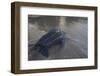 Leatherback Turtle Leaves Sea To Lay Eggs (Dermochelys Coriacea) Grand Riviere, Trinida-Pete Oxford-Framed Photographic Print