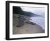 Leatherback Turtle Returning to Sea after Laying Eggs, Grand Riviere, Trinidad-Pete Oxford-Framed Photographic Print