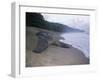 Leatherback Turtle Returning to Sea after Laying Eggs, Grand Riviere, Trinidad-Pete Oxford-Framed Photographic Print
