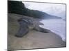 Leatherback Turtle Returning to Sea after Laying Eggs, Grand Riviere, Trinidad-Pete Oxford-Mounted Photographic Print