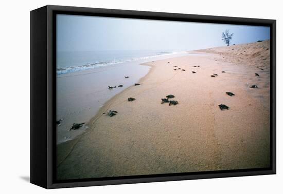 Leathery Turtle Newly Hatched Young-null-Framed Stretched Canvas