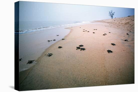 Leathery Turtle Newly Hatched Young-null-Stretched Canvas