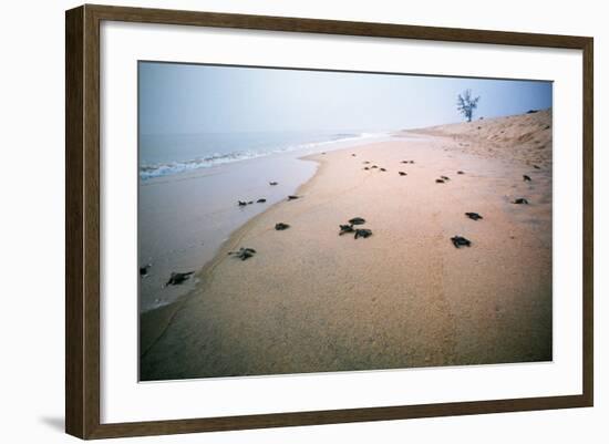 Leathery Turtle Newly Hatched Young-null-Framed Photographic Print