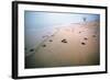 Leathery Turtle Newly Hatched Young-null-Framed Photographic Print