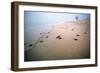 Leathery Turtle Newly Hatched Young-null-Framed Photographic Print