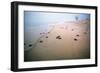 Leathery Turtle Newly Hatched Young-null-Framed Photographic Print