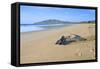 Leathery Turtle on Beach-null-Framed Stretched Canvas