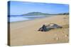 Leathery Turtle on Beach-null-Stretched Canvas