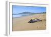 Leathery Turtle on Beach-null-Framed Photographic Print