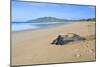 Leathery Turtle on Beach-null-Mounted Photographic Print