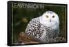 Leavenworth, Washington - Snowy Owl-Lantern Press-Framed Stretched Canvas