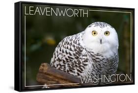 Leavenworth, Washington - Snowy Owl-Lantern Press-Framed Stretched Canvas