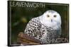 Leavenworth, Washington - Snowy Owl-Lantern Press-Stretched Canvas