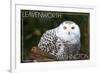 Leavenworth, Washington - Snowy Owl-Lantern Press-Framed Premium Giclee Print